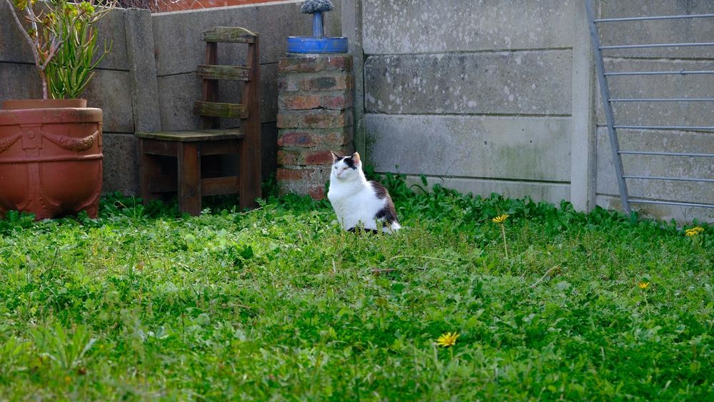 Leo the cat, at one with nature, is thinking about his two favorite topics: milk and mass murder.