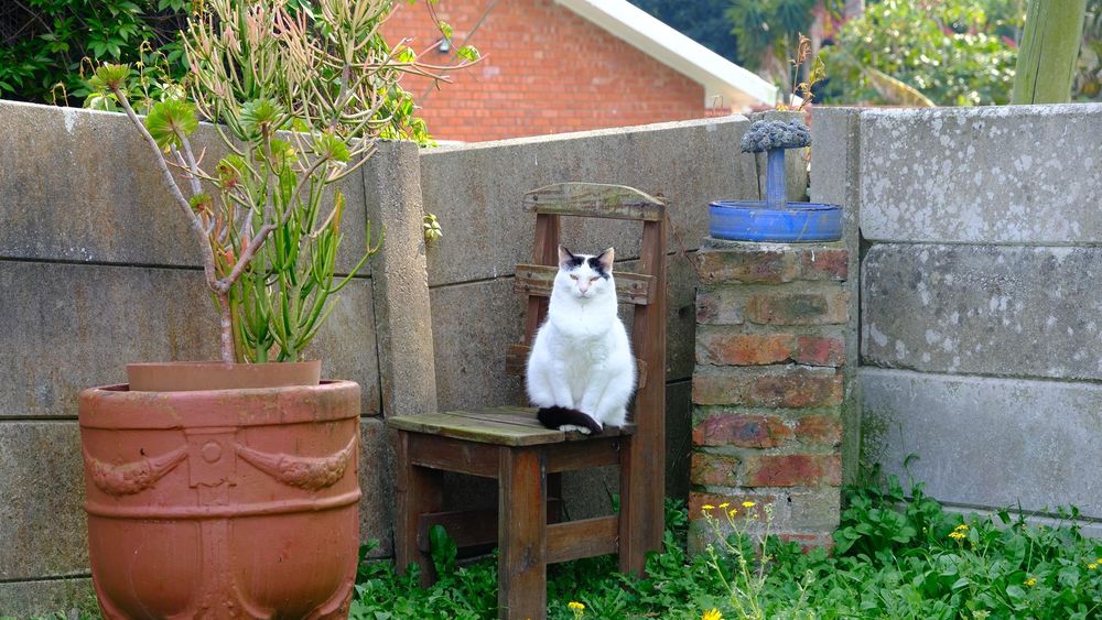 Leo the cat, sitting on his favorite chair in the garden. 