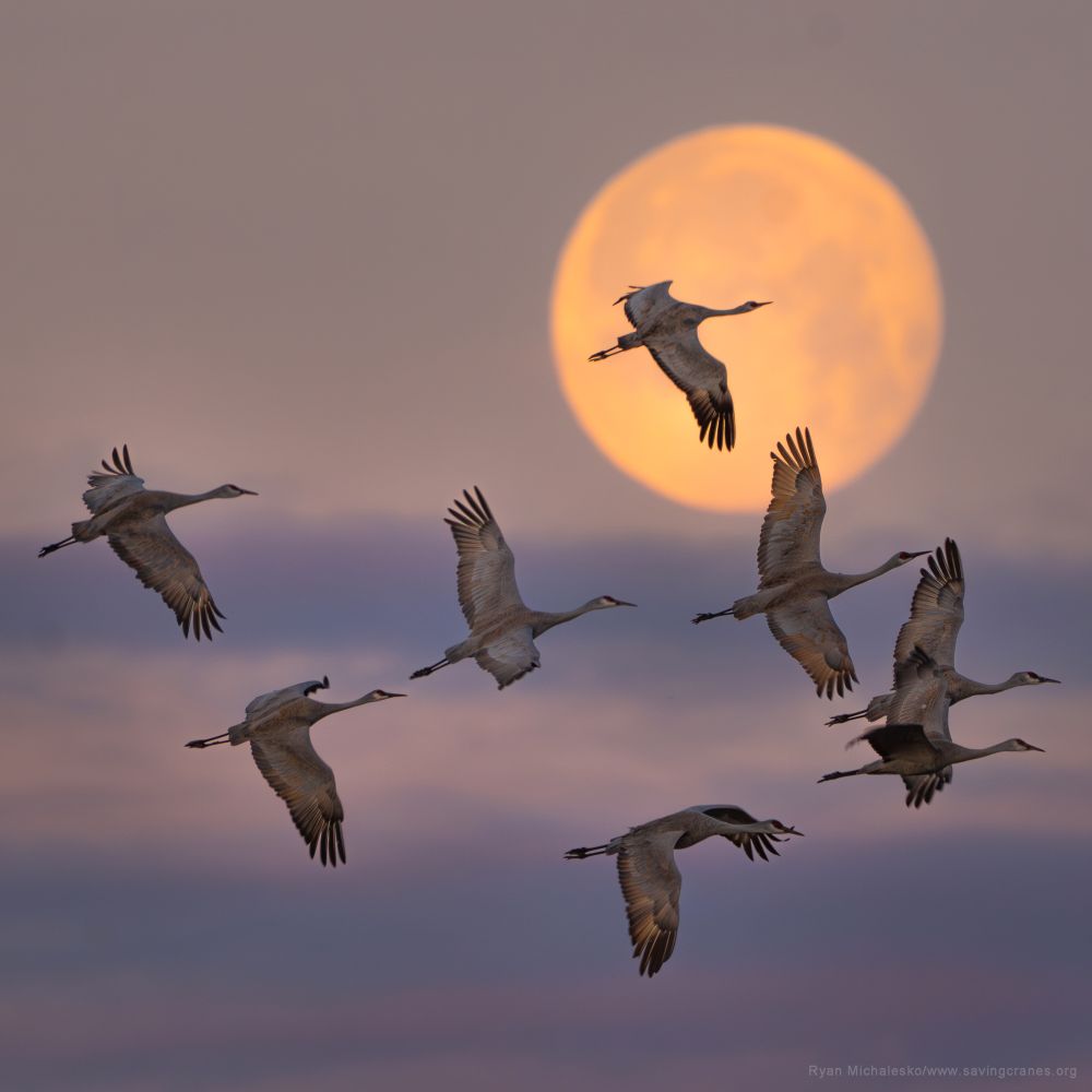 Eight Sandhill Cranes take flight at first light after roosting overnight on the Platte River in Nebraska. A nearly full moon backs the birds, as the sky just begins to take on a pink hue.