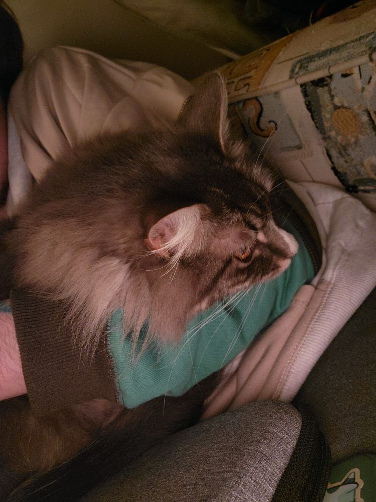 Closeup photo of the side of the face of a fluffy grey and white cat, her head draped over the bend of my elbow.