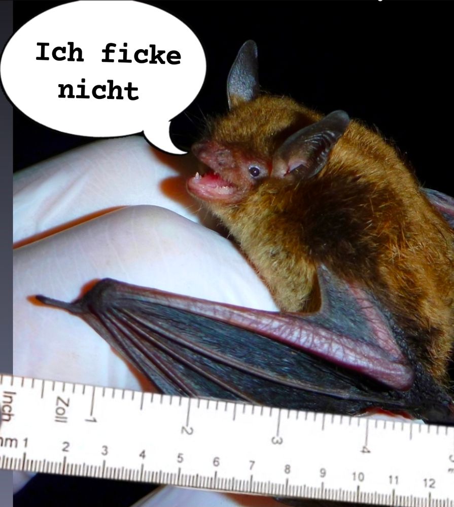 Kleine Fledermaus die ich ficke nicht sagt 