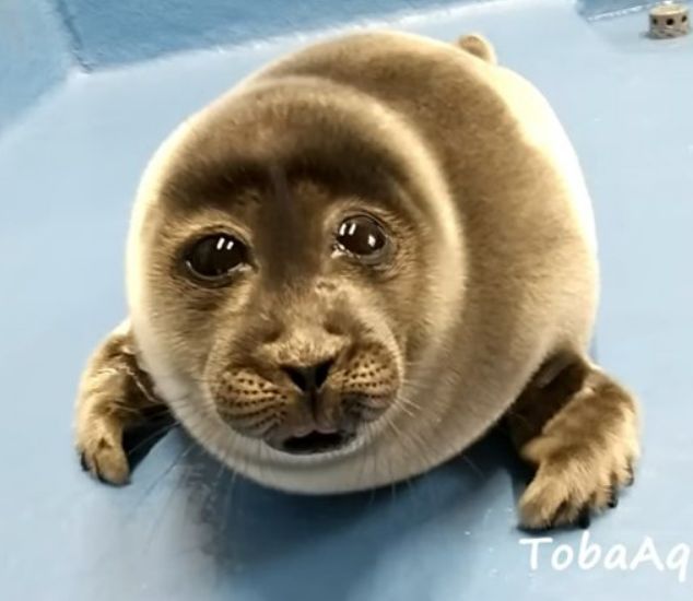 baby seal