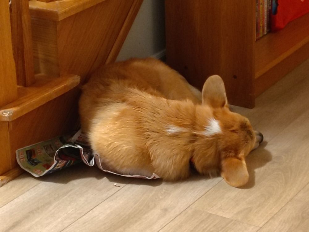 photo of a corgi puppy curled up on the floor facing away from the camera, lying on a crumpled newspaper