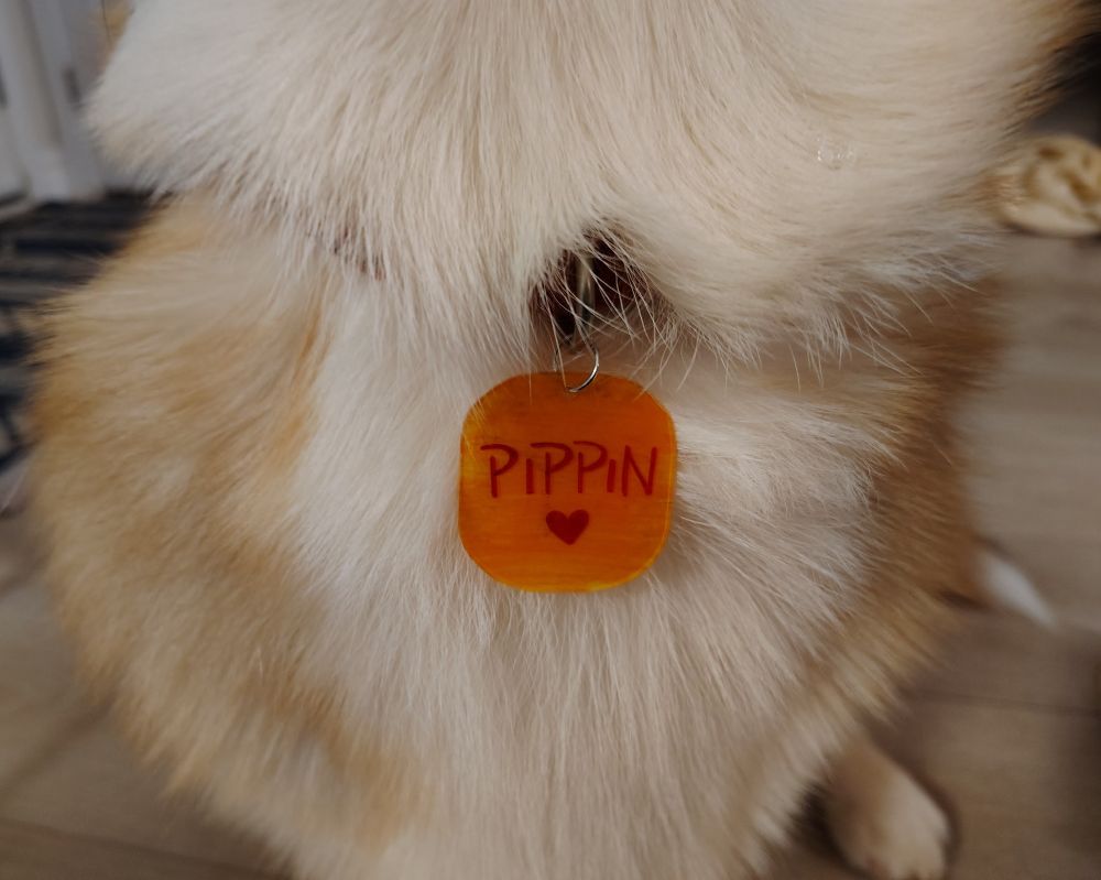 the finished baked 'pippin' shrinky dink hanging on the aforementioned pippin's collar
