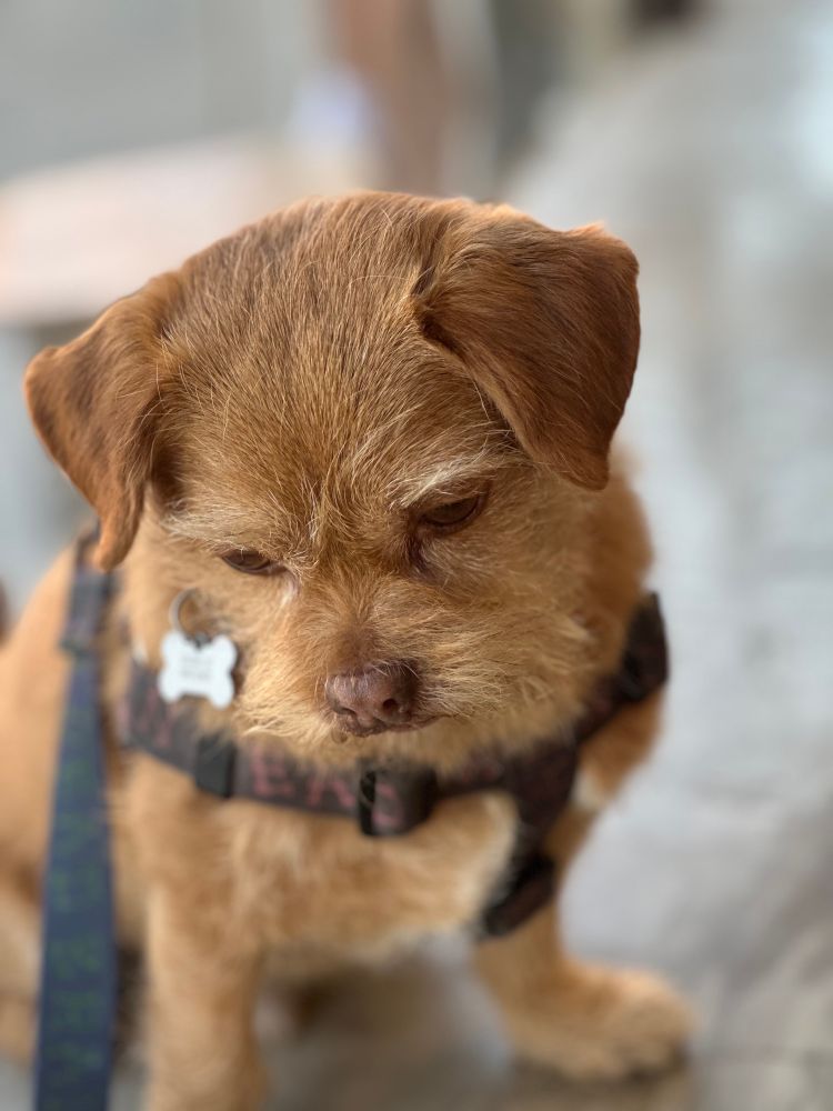 Prezel the dog being cute