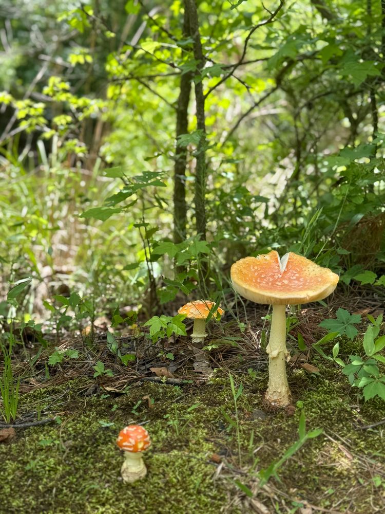 Mushroom in the forest 