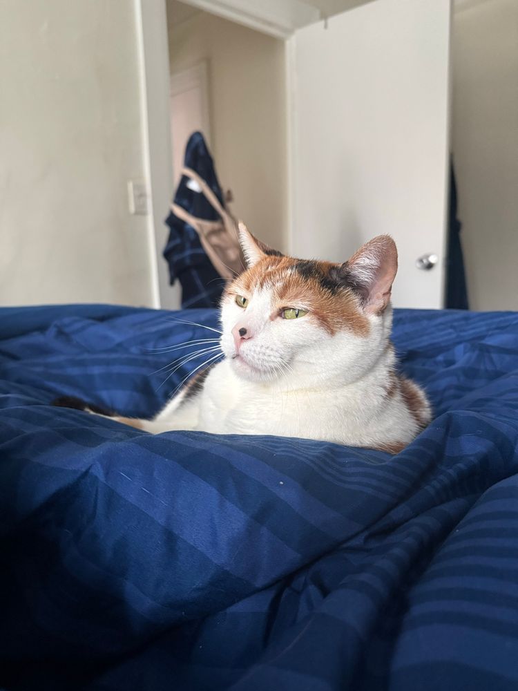 Our calico cat, Lady, looking smug in the middle of a sea of duvet.