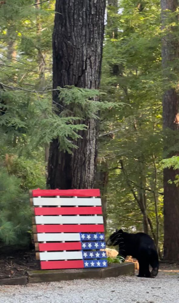 Black bear standing next to an American flag positioned upside down as a distress signal