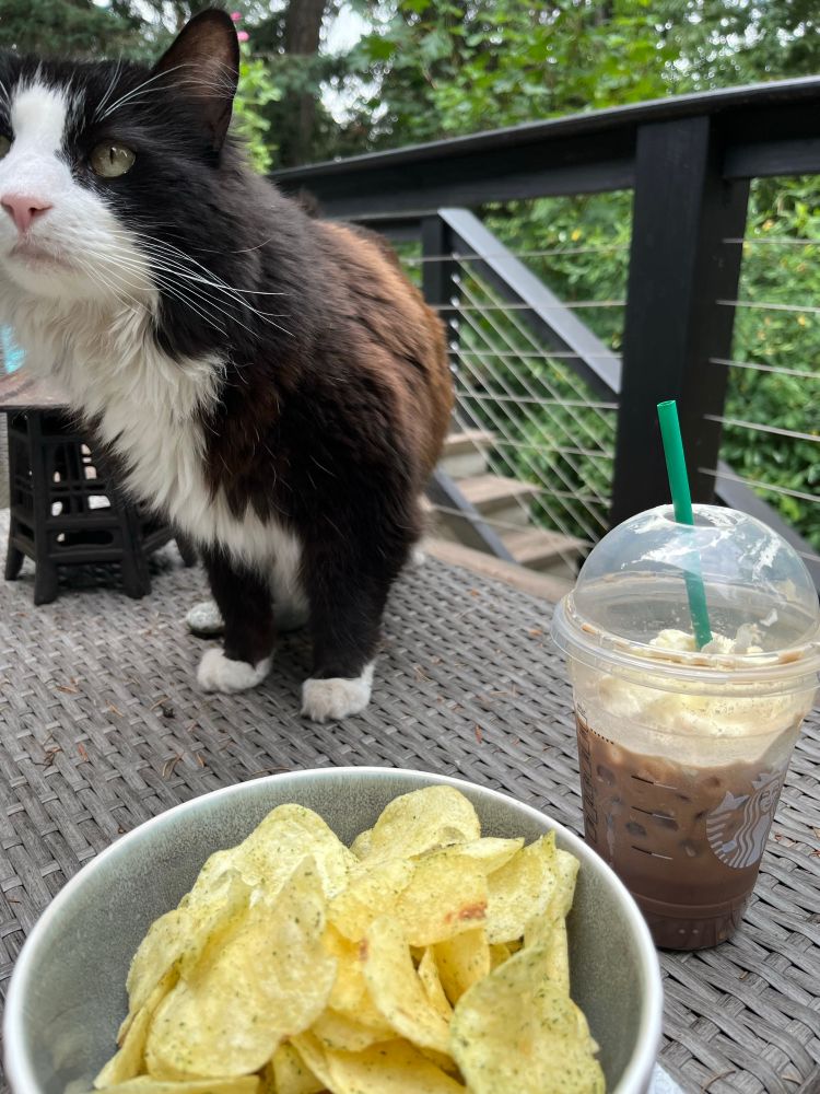 Cat staring at my Starbucks mocha and bowl of potato chips 
