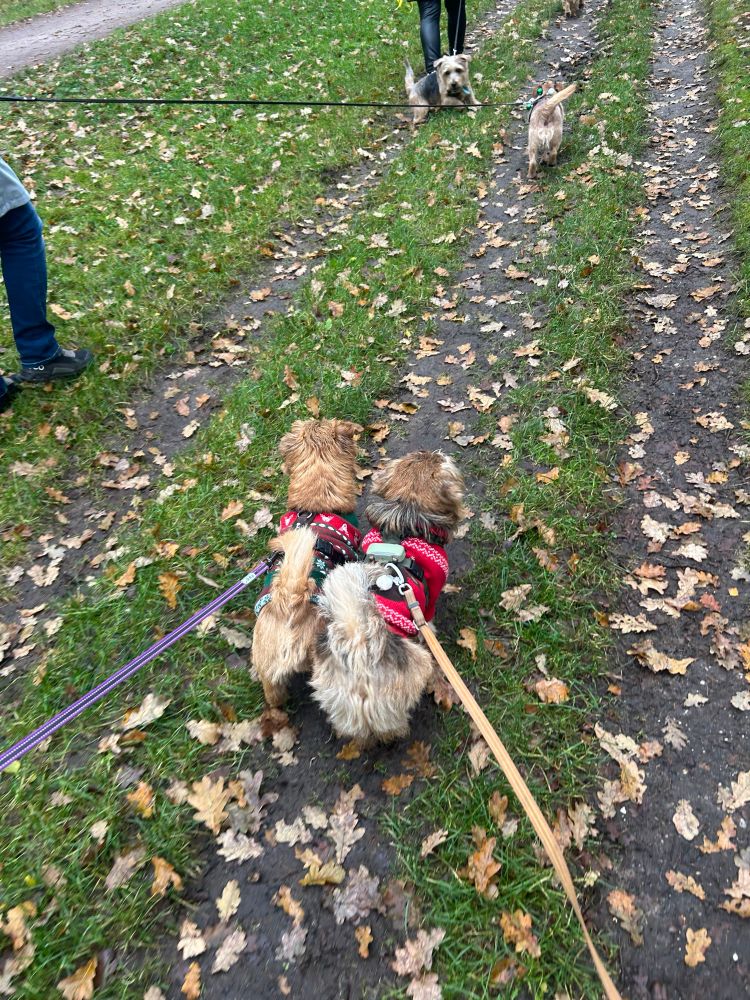 norfolk terriërs djuni (links) en frutsel (rechts). je ziet ze van de achterkant; ze lopen dicht tegen elkaar aan over het zandpad. djuni draagt een groene kersttrui en frutsel een rode