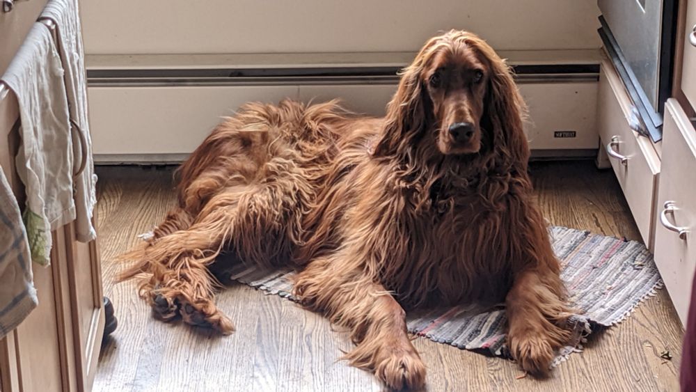 A very scruffy Irish setter dog
