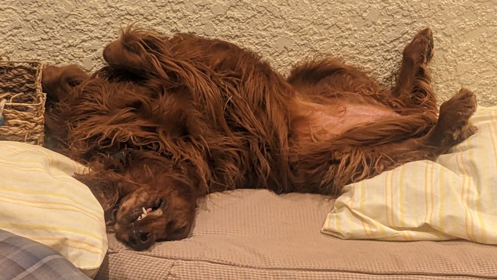 An Irish setter dog, asleep on its back