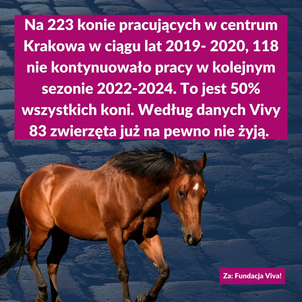 Grafika z tekstem: "Na 223 koni pracujących w centrum Krakowa w ciągu lat 2019-2020, 118 nie kontynuowało pracy w kolejnym sezonie 2022-2024. To jest 50% wszystkich koni. Według danych Vivy 83 zwierzęta już na pewno nie żyją. Za: Fundacja Viva!"