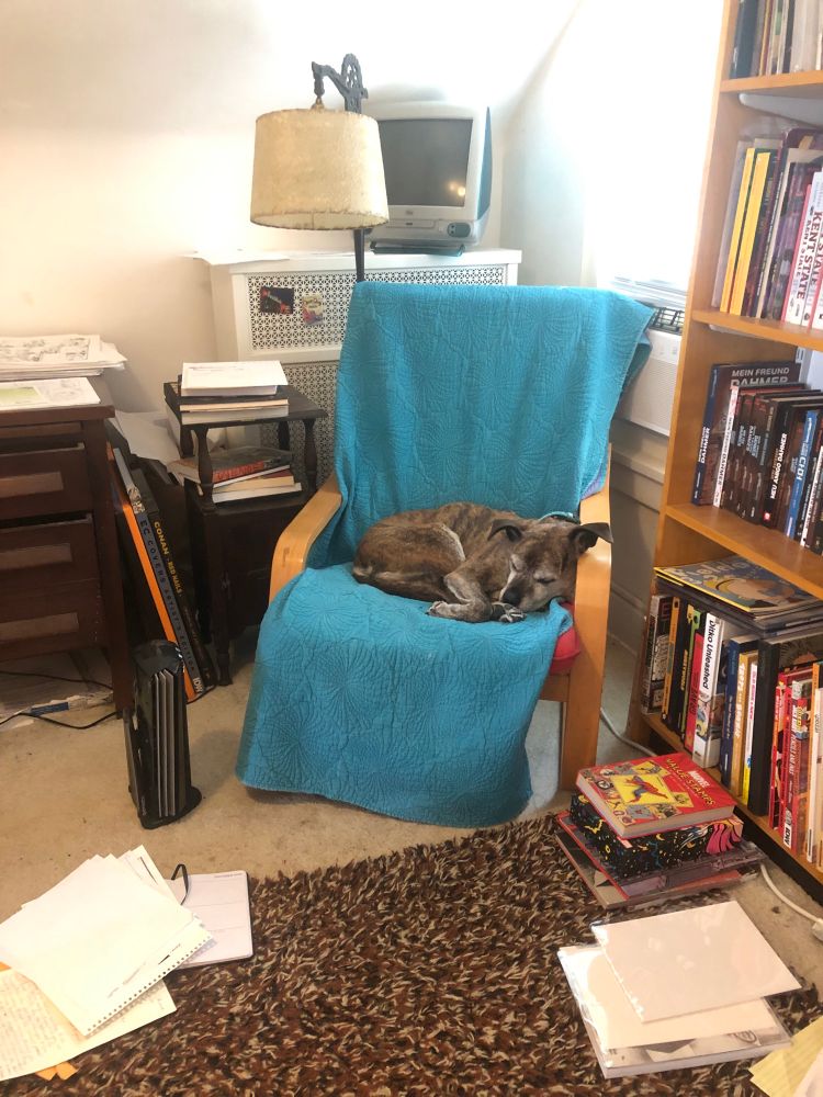 Riley snoozing in his studio chair