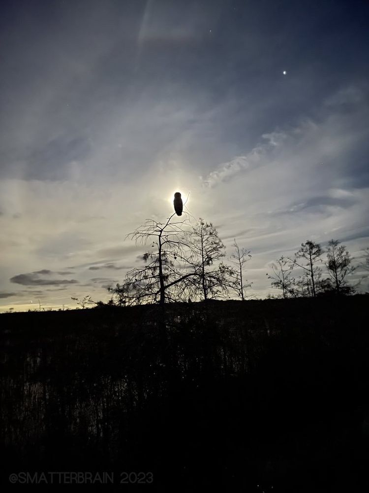 An owl silhouetted by the full moon over a sea of saw grass in the Florida Everglades.