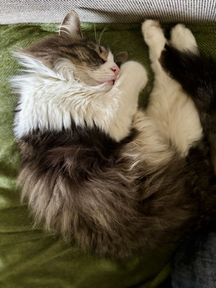Long hair grey-brown tabby with white limbs and a pink nose sleeps adorably in a complete “U” shape. 