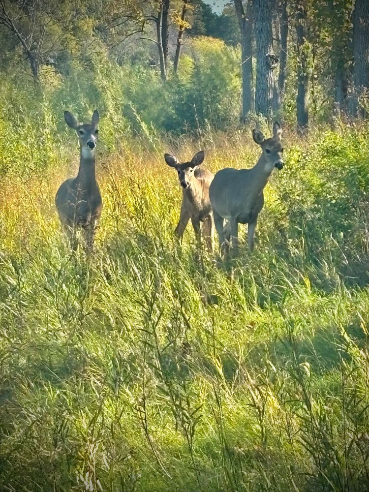 Three whitetail deer standing in tall grass, looking towards camera.