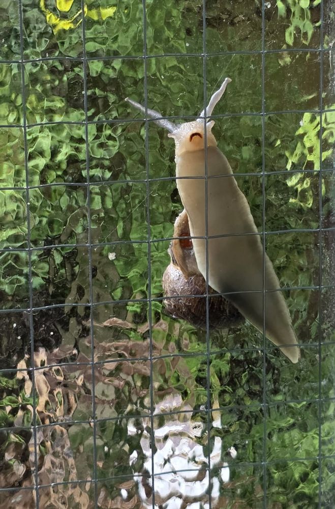 A snail crawling up a pane of glass. It looks like it has a downturned expression on its mouth