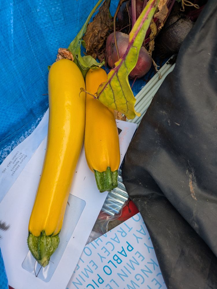 2 yellow courgettes 