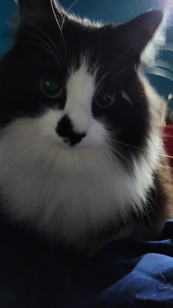 a fluffy black and white former feral who was rescued at two months and when presented with a mouse just sort of bonked it on the head and then watched it until someone took it away