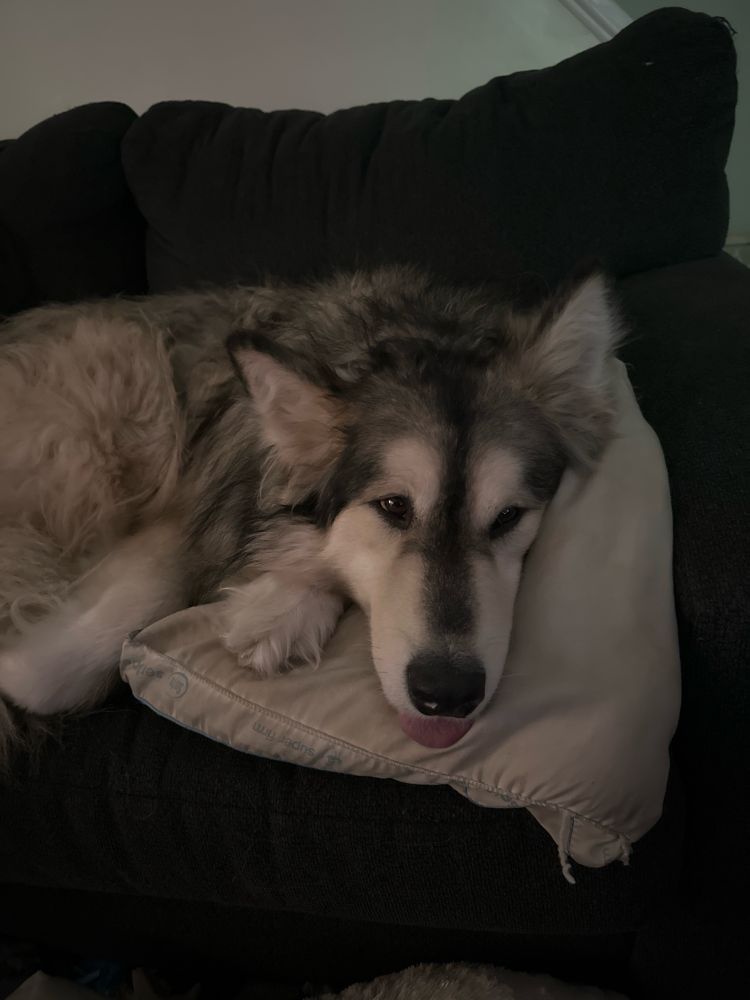 A pic of my malamute “Sol”