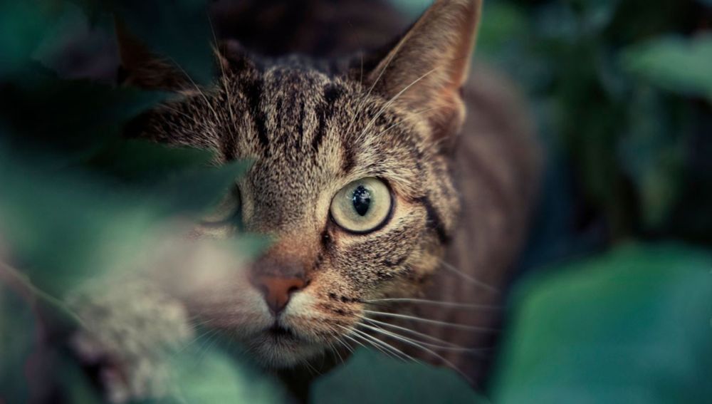 Le chat domestique, une menace pour la biodiversité