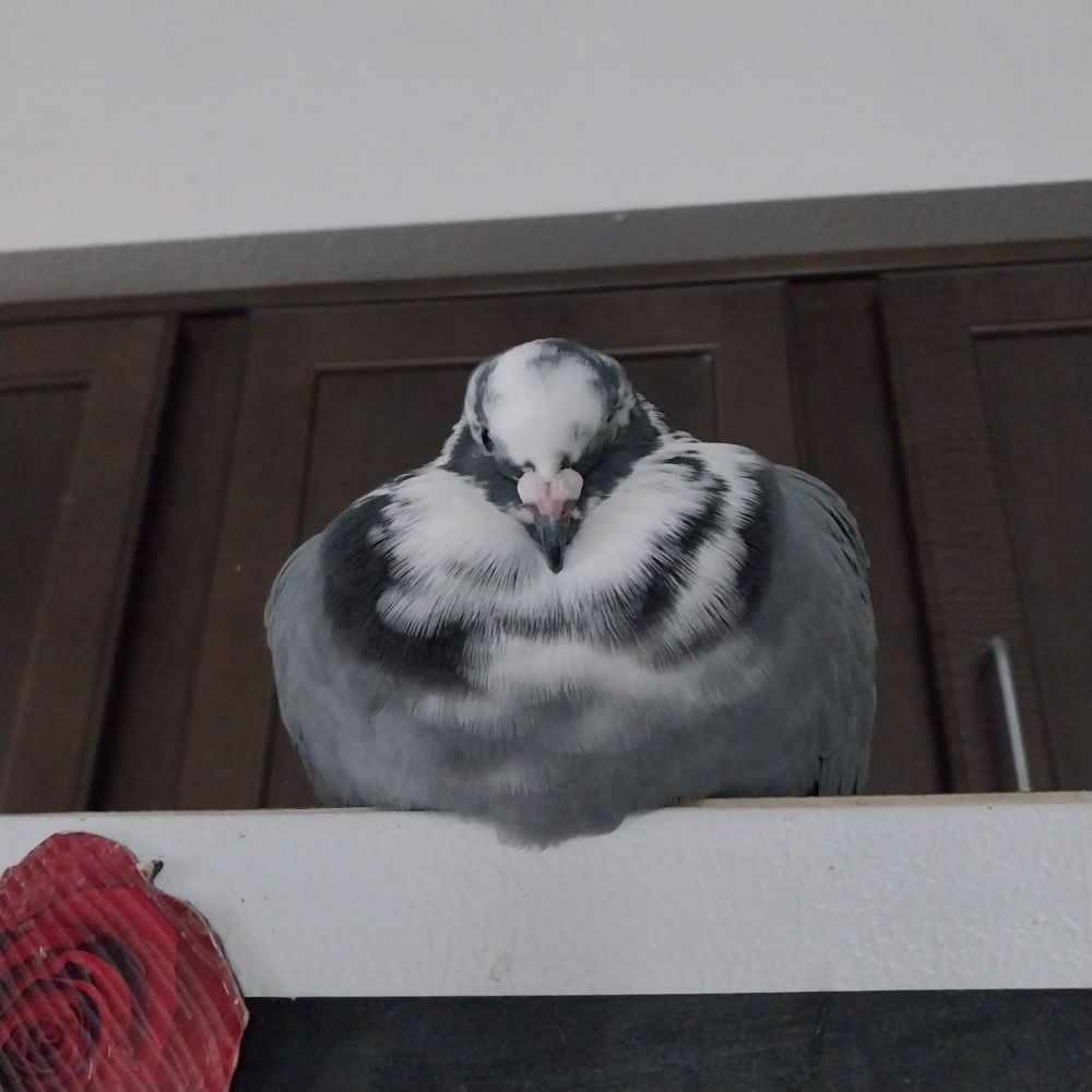 a gray/white/black pigeon sits atop a refrigerator in a loaf shape, facing you. there is a red rose magnet below her.