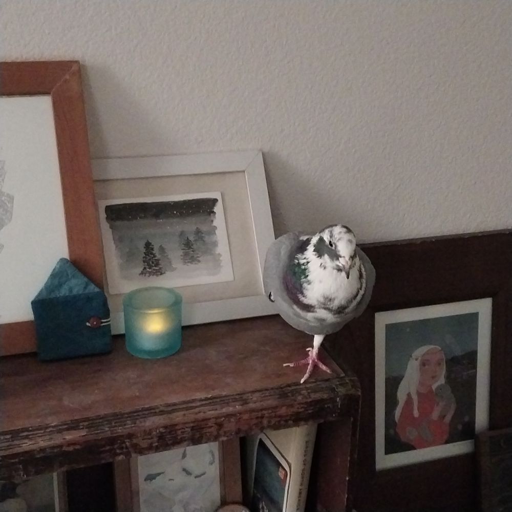 a gray-white-black pigeon is standing on one leg atop a book case next to a flameless candle in a blue translucent votive holder.