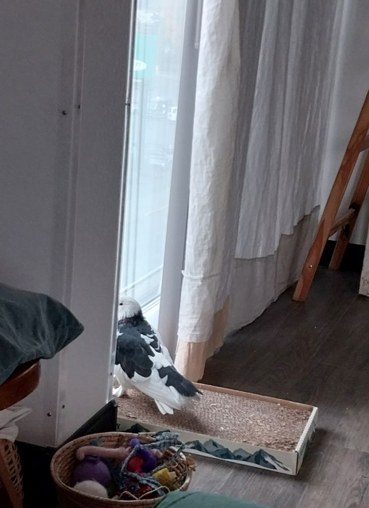 a black and white pigeons stands atop a cardboard cat scratcher, looking out of the window.