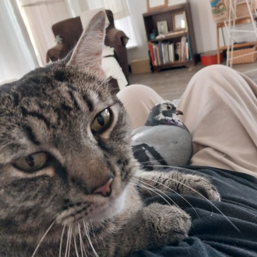 a brown tabby cat and a grey-white- black pigeon sitting together in my lap.