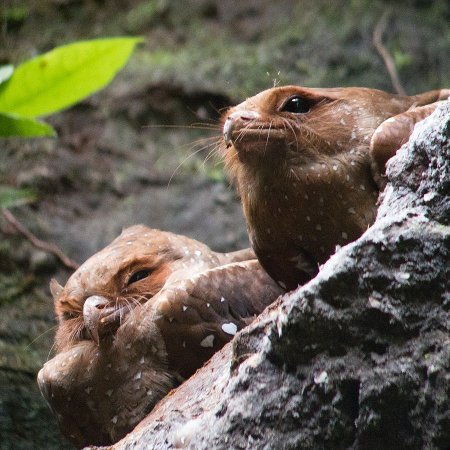 two odd-looking brown birds with dark eyes and what looks like whiskers around their bills peer over a rocky ledge