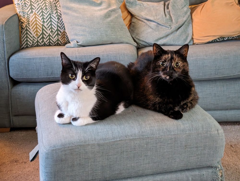 A photo of two cats