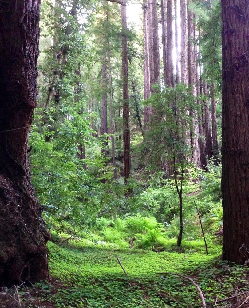 Green dell with giant redwoods.