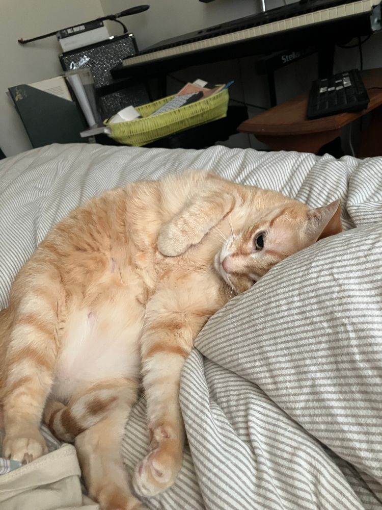 Orange tabby with her belly out