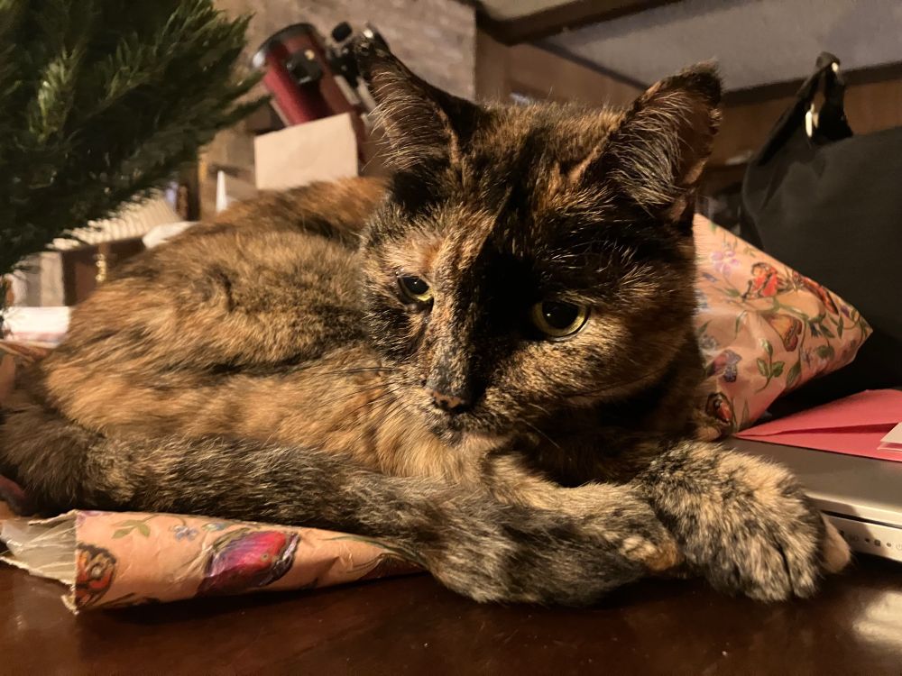 Tortoiseshell cat curled up on discarded wrapping paper, looking pensive 