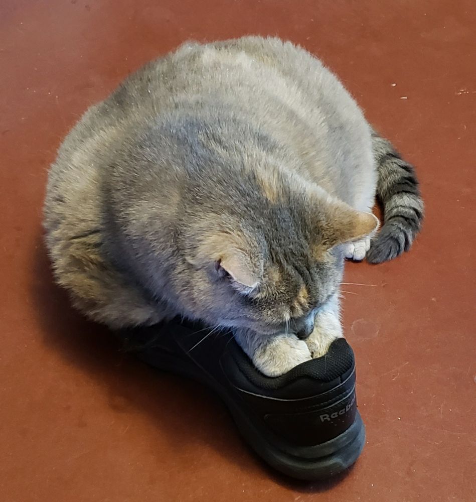 A grey cat laying on a black shoe with her front paws shoved inside the shoe.