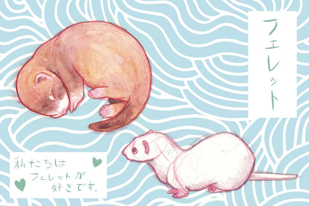 A curled up cinnamon baby ferret is sleeping. A dark-eyed white baby ferret is looking at him in the lower right corner. It's all on a baby blue wavy background. A label with the Japanese word for 'ferret' is on the right and the text 'We love ferrets!' in Japanese on the left with little green hearts. 