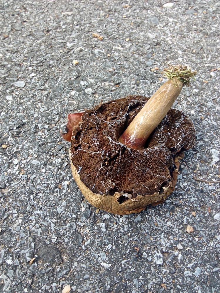 a mushroom upside down on the surface of a road. its stem is woody and straight. it and the top of the cap are toasted marshmallow color. the bottom of the cap, which us facing up, is dung brown, looks soft, and covered in white strands of something