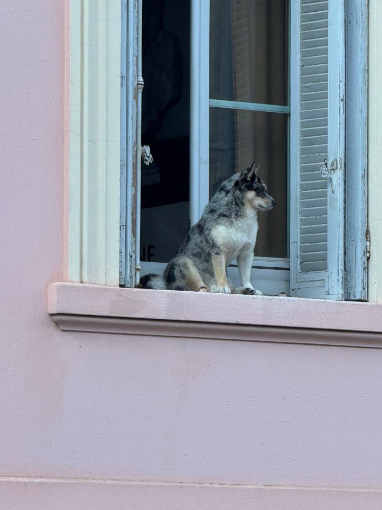 A close-up of the unsupervised dog sitting on the ledge, looking at what’s going on in the neighbourhood.