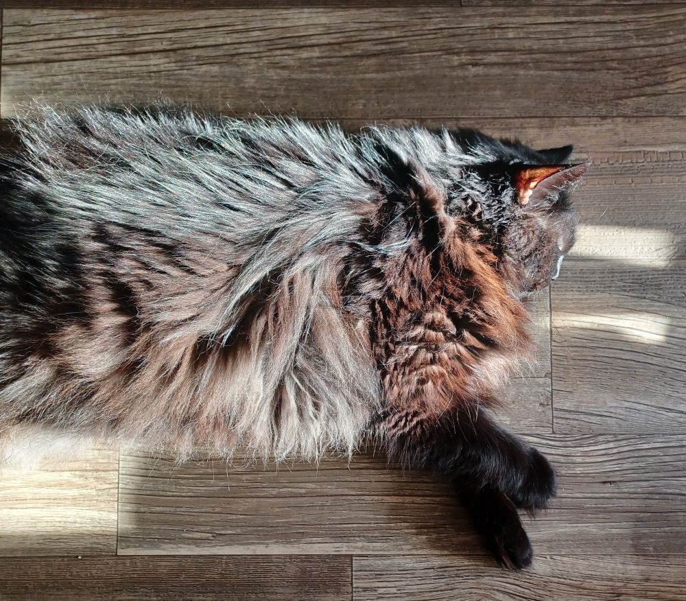 Fluffy black cat laying in the sun. The sunlight highlights all the colorful undertones in her fur, like brown, red, and silver.