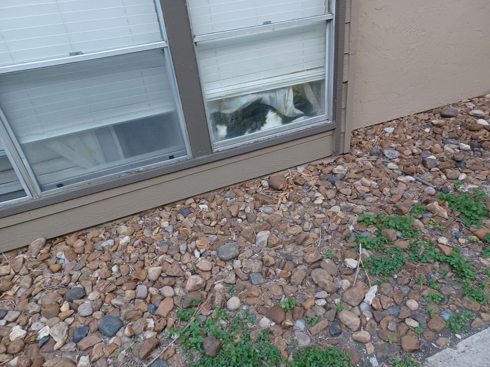 A fluffy black and white cat sitting in a window, napping