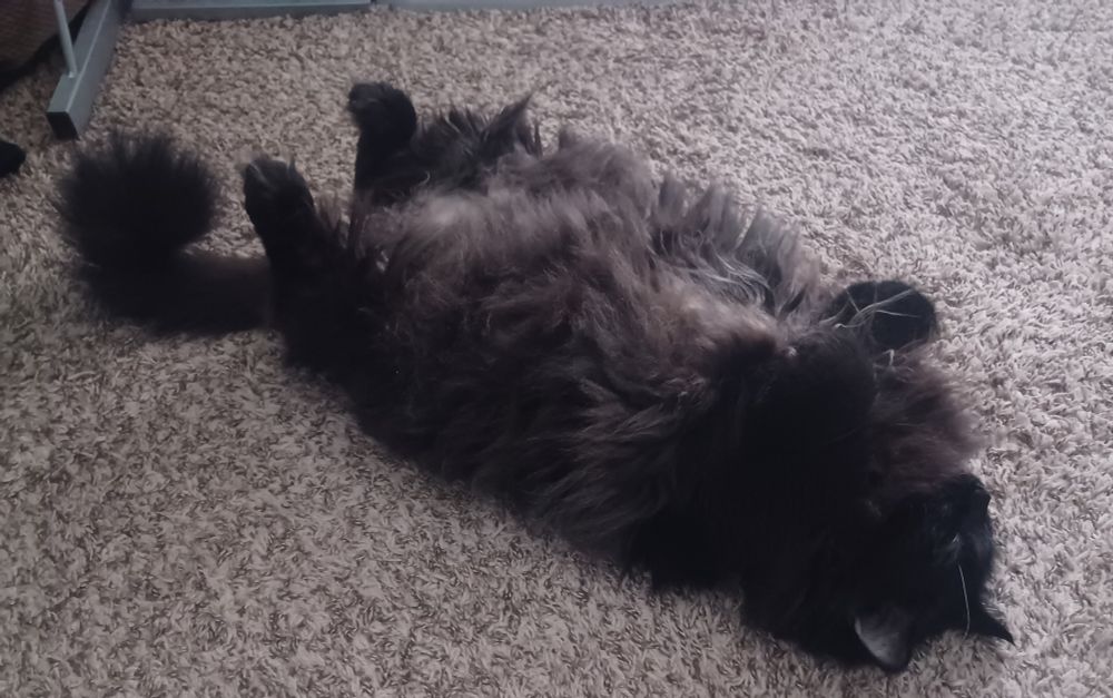 Fluffy black cat laying on her back with her feet in the air. Her tail is curled up much like er feet.