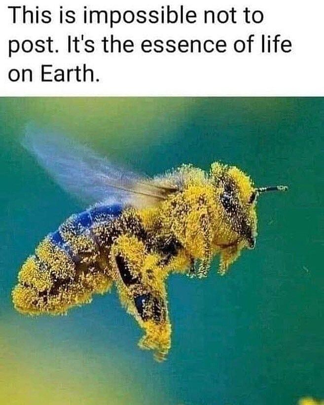 Comment image