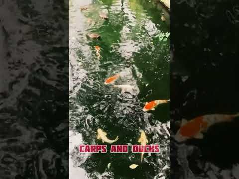 Carps and Ducks #30secondsambient #ambient