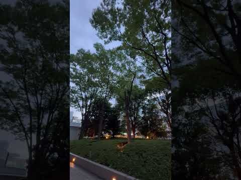 Shinjuku Southern Terrace,Early Morning #30secondsambient #ambient #shinjuku #morning