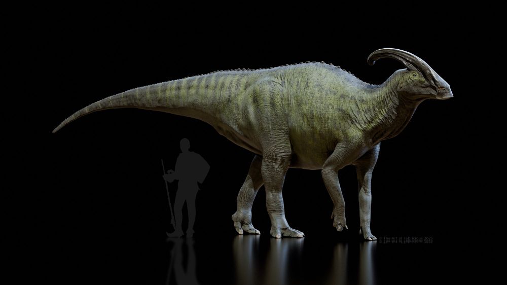 A 3D render of the hadrosaur Parasaurolophus walkeri, walking to the right, in front of a black backdrop