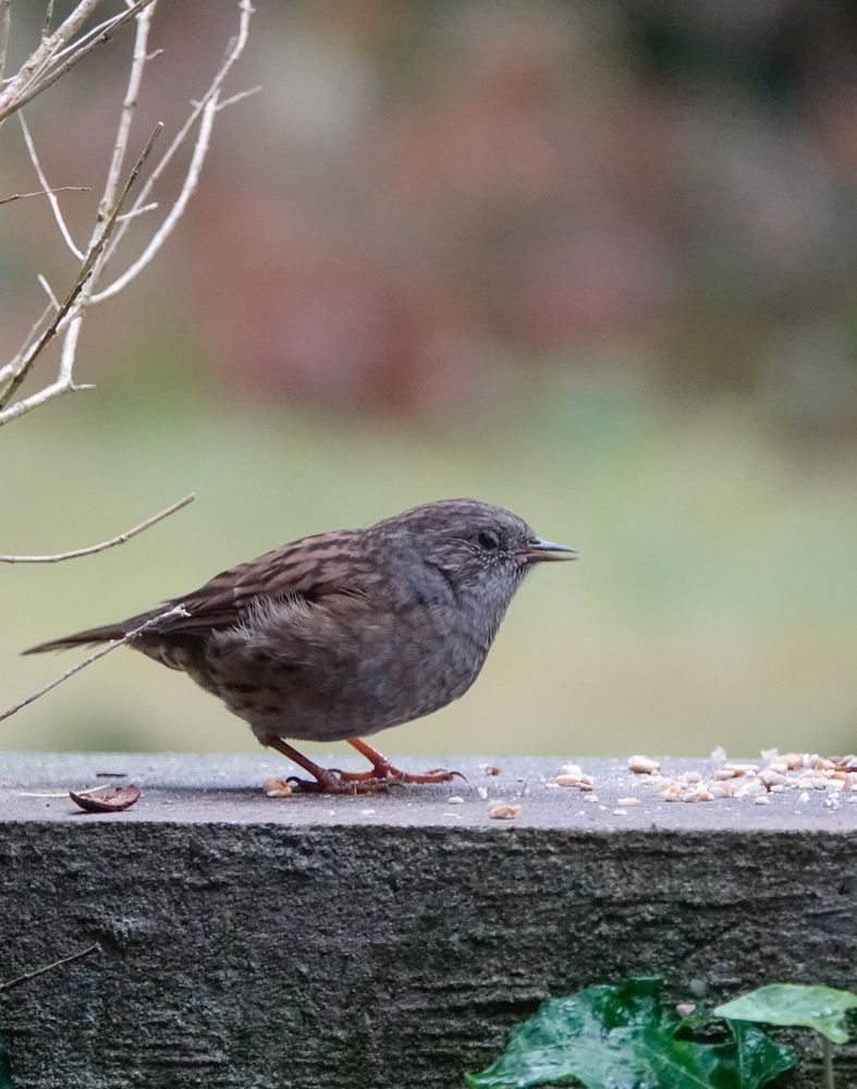 Heggenmusje op een steen in de tuin!