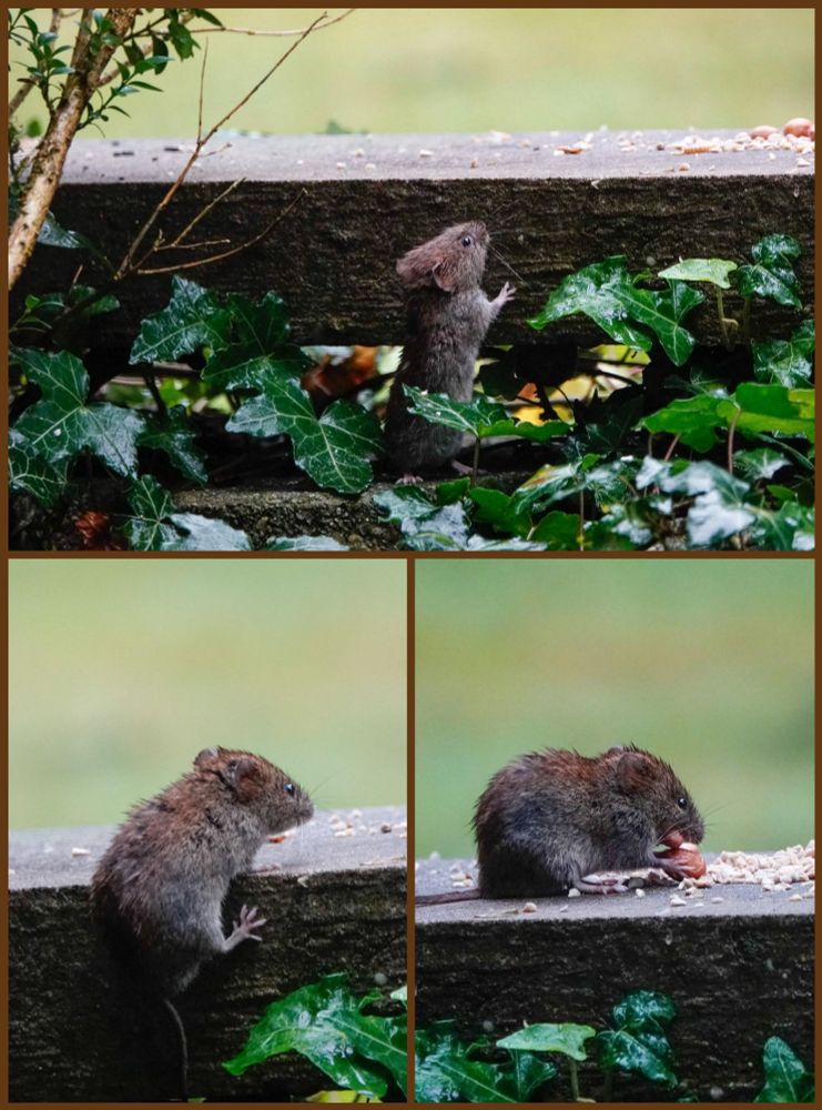 Het rosse woelmuisje kwam eens kijken of er wat te halen valt! Hij had geluk!🐀🫘😃