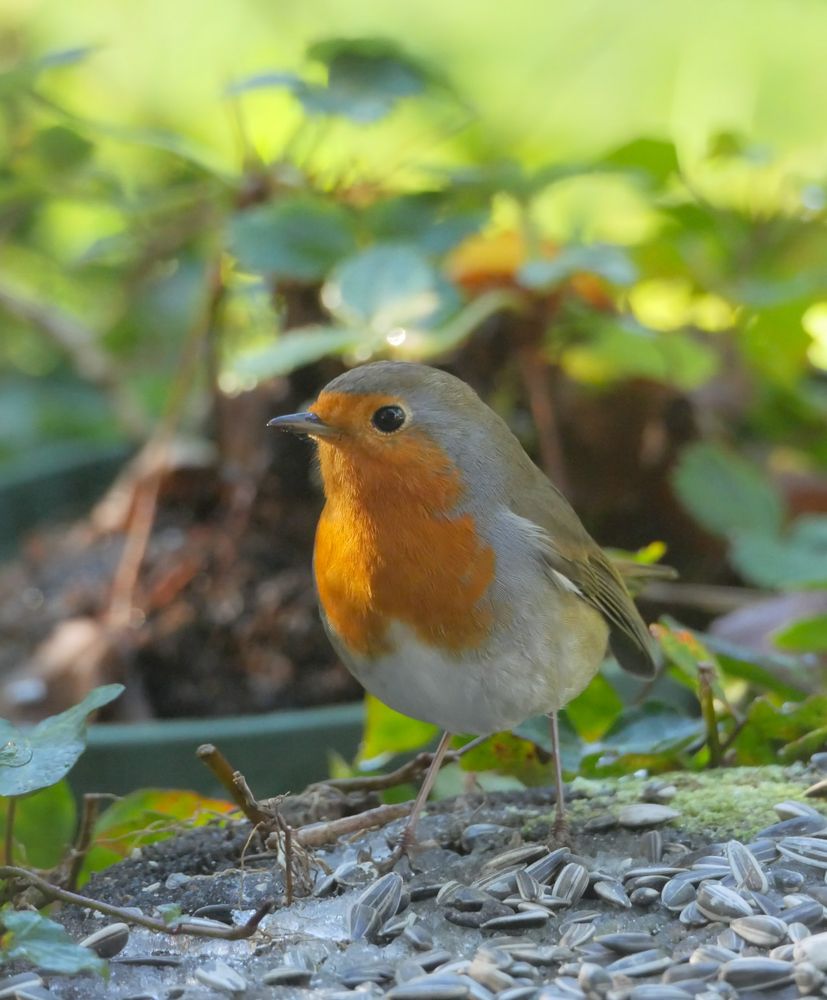 Roodborstje in de tuin!🐦❤️😃
