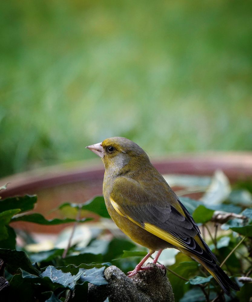 Groenling in de tuin!